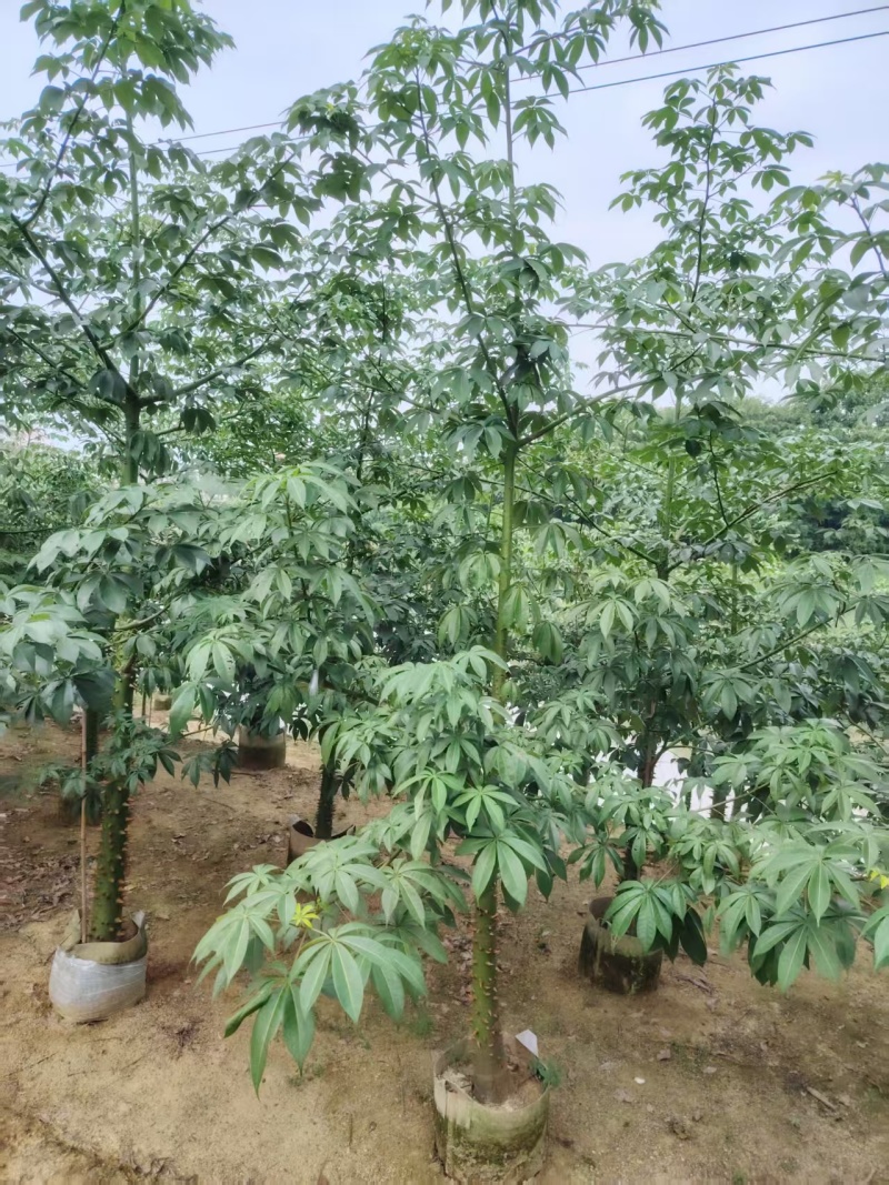 美人树，美丽异木棉，3-4-5-8公分长期供应，普宁苗木基地
