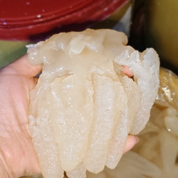 海蜇