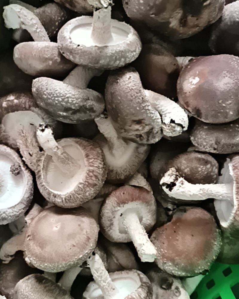 大菇2.8中菇1.8小菇1.4