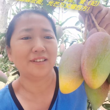 三亚树上自然成熟贵妃芒