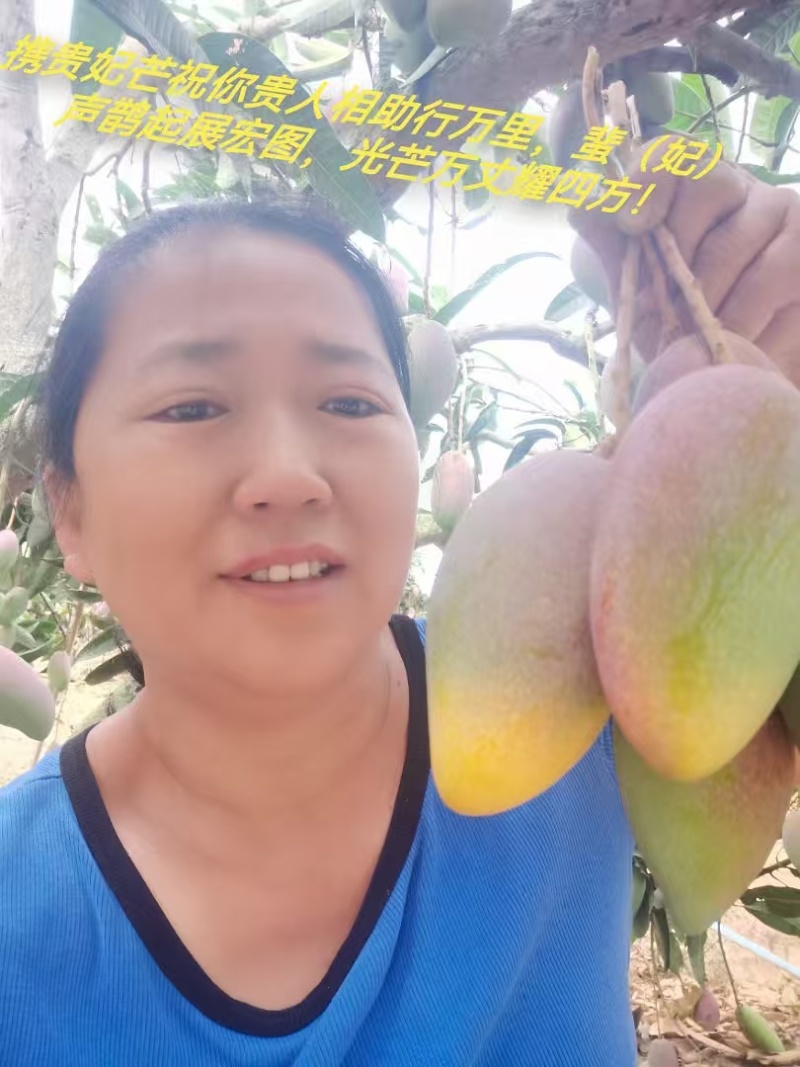 三亚树上自然成熟贵妃芒