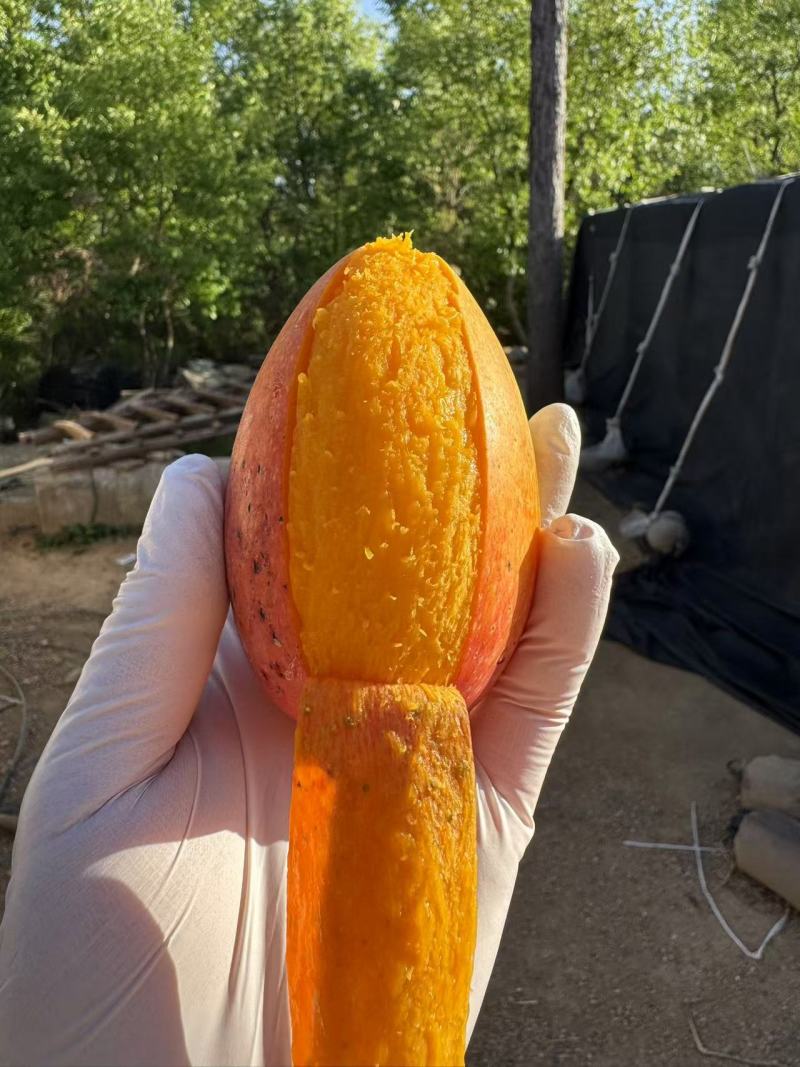 三亚树上自然成熟贵妃芒