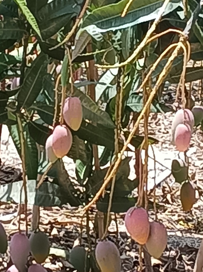 三亚树上自然成熟贵妃芒