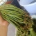 贵州野生蕨菜批发青撅