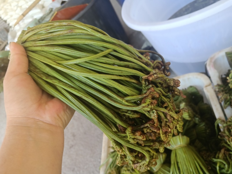 贵州野生蕨菜批发青撅