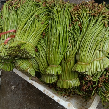 贵州野生蕨菜批发青撅