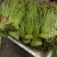 贵州野生蕨菜批发青撅