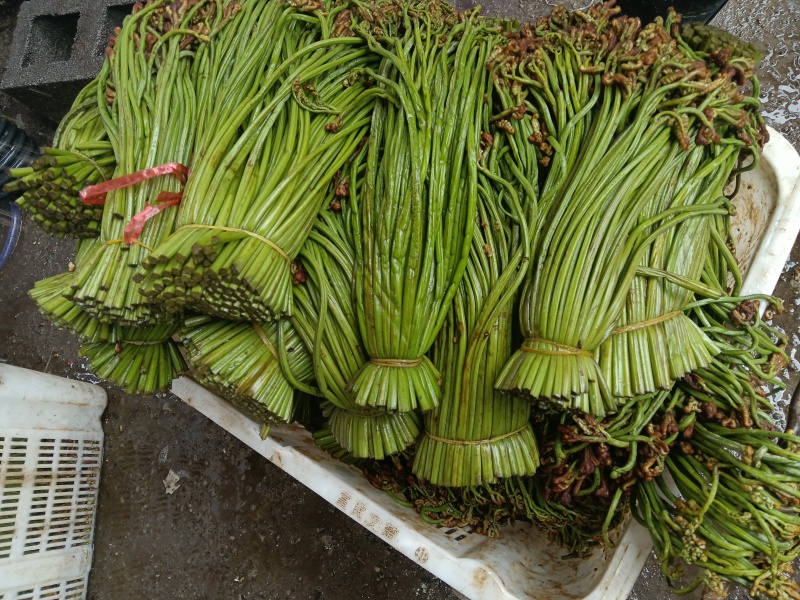 贵州野生蕨菜批发青撅