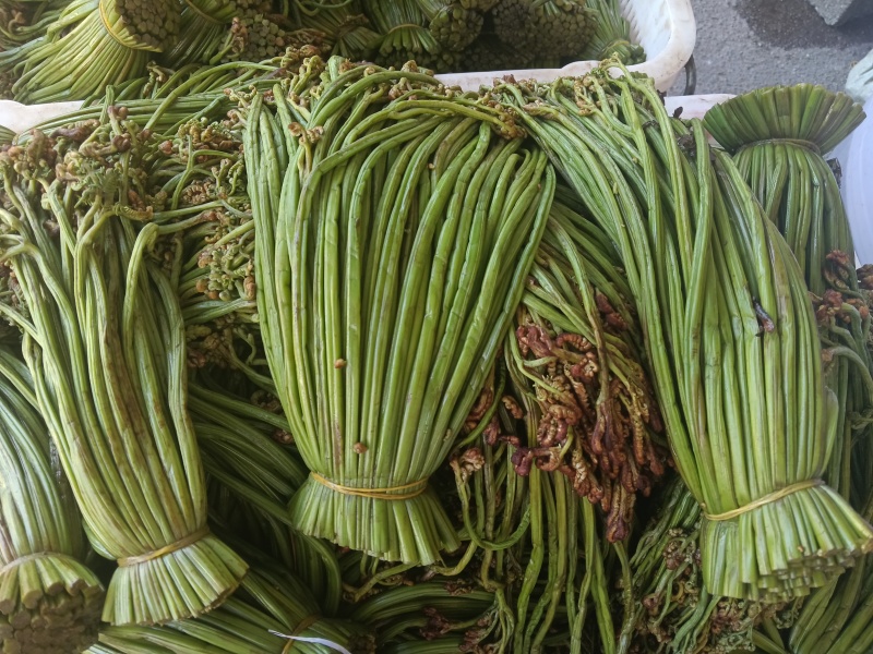 贵州野生蕨菜批发青撅