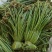 贵州野生蕨菜批发青撅