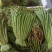 贵州野生蕨菜批发青撅