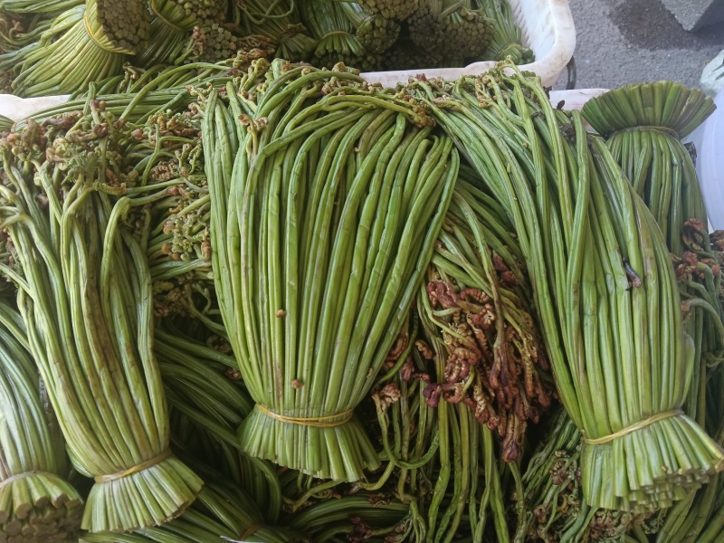 贵州野生蕨菜批发青撅