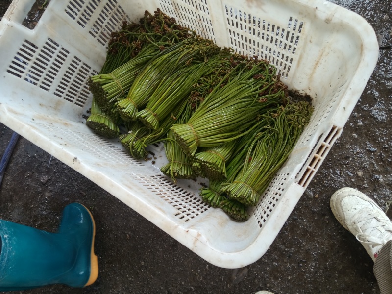 贵州野生蕨菜批发青撅