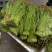 贵州野生蕨菜批发青撅