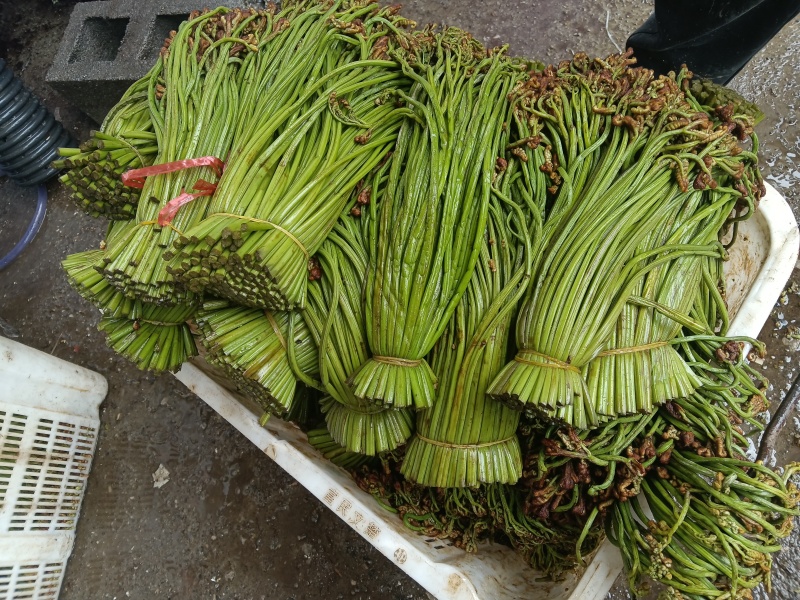 贵州野生蕨菜批发青撅