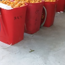 批把