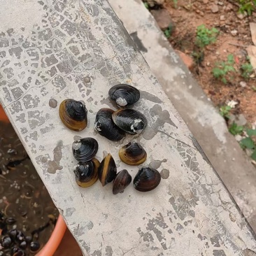 黄沙蚬
