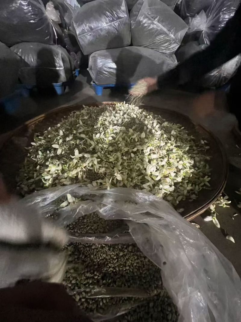柚子花窨制咖啡豆（3遍窨制一年一次）