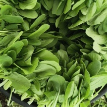鸡毛菜