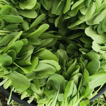 鸡毛菜