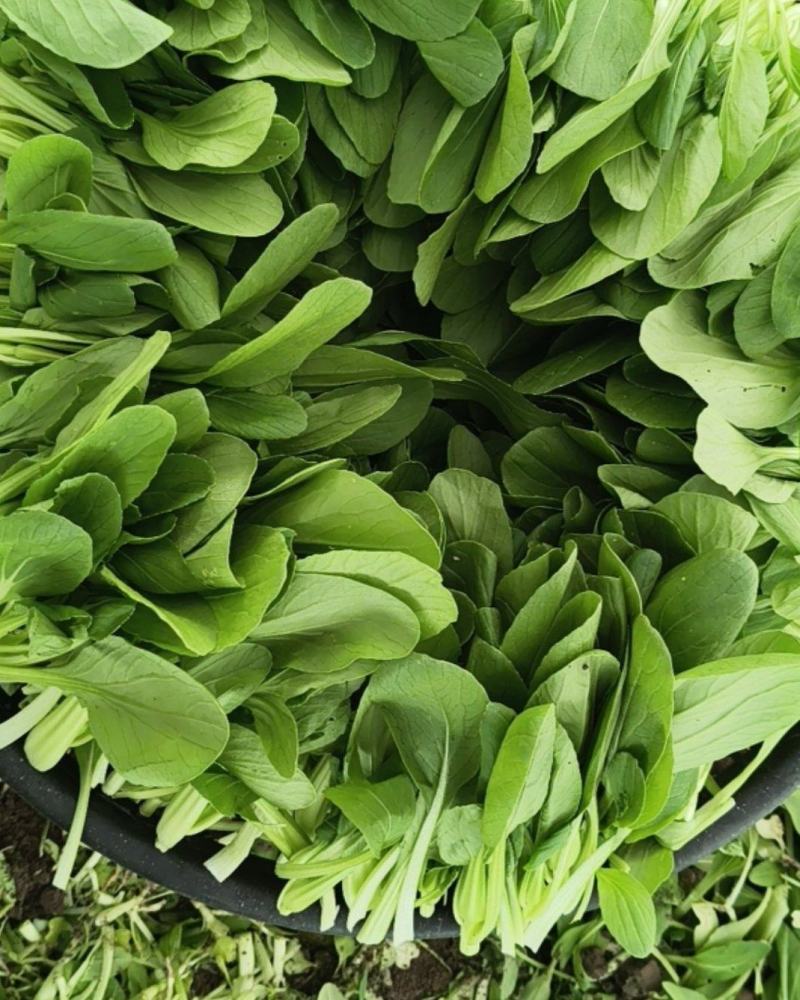 鸡毛菜