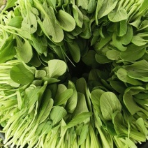 精品鸡毛菜，主种鸡毛菜，诚信第一