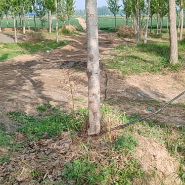 小麦，散装