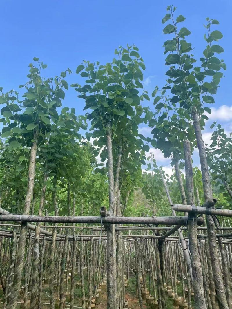 宫粉紫荆8～10～12分，量大价优