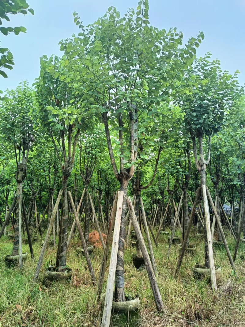 宫粉紫荆8～10～12分，量大价优
