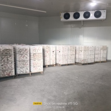 春见耙耙柑出库