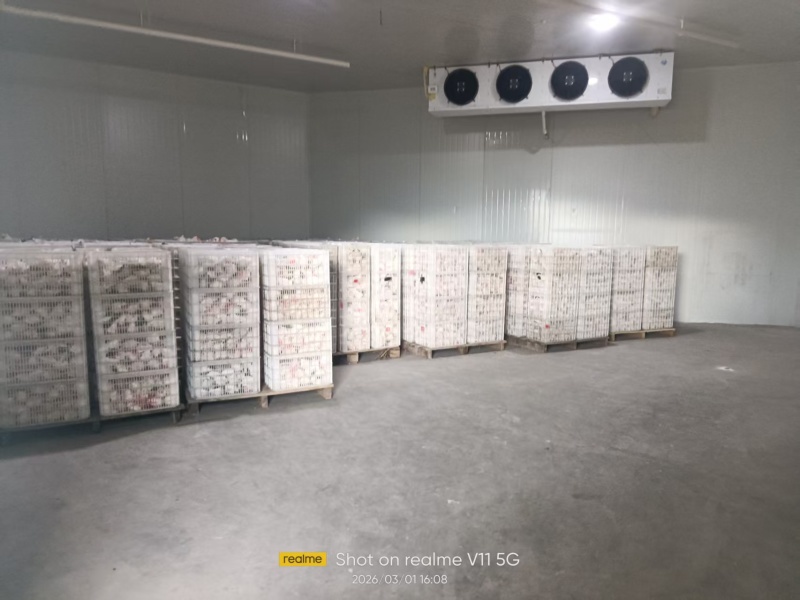 春见耙耙柑出库