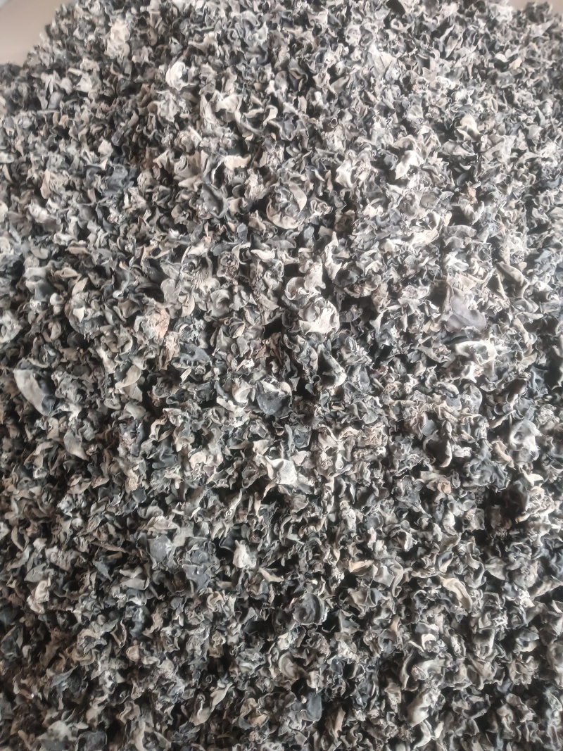 蔚州门外汉黑木耳，农户自产自销
