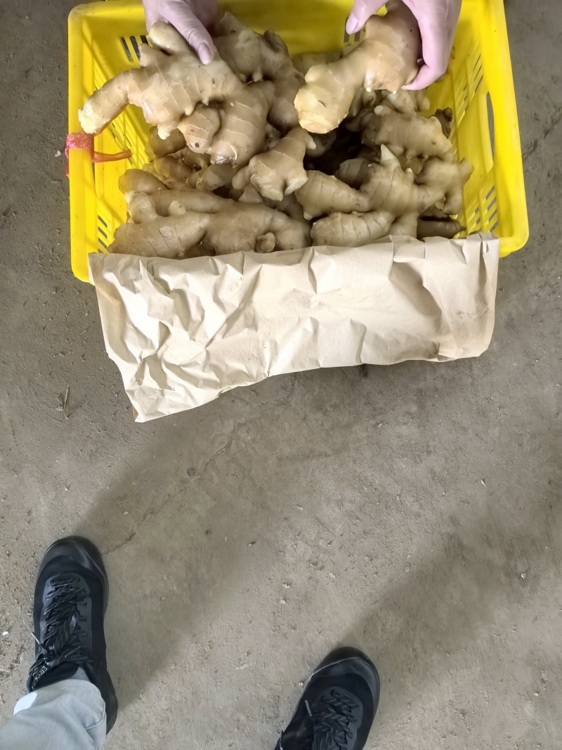 产地直销生姜供应