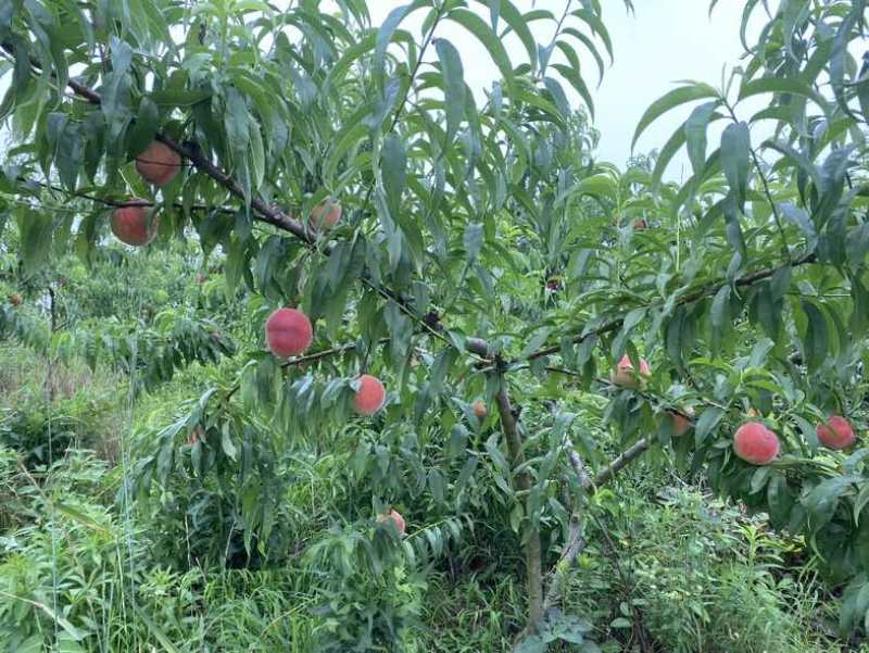 六安脆桃，突围桃（预计5月31号上市）