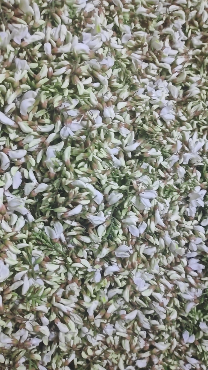 精品洋槐花，大量出售
