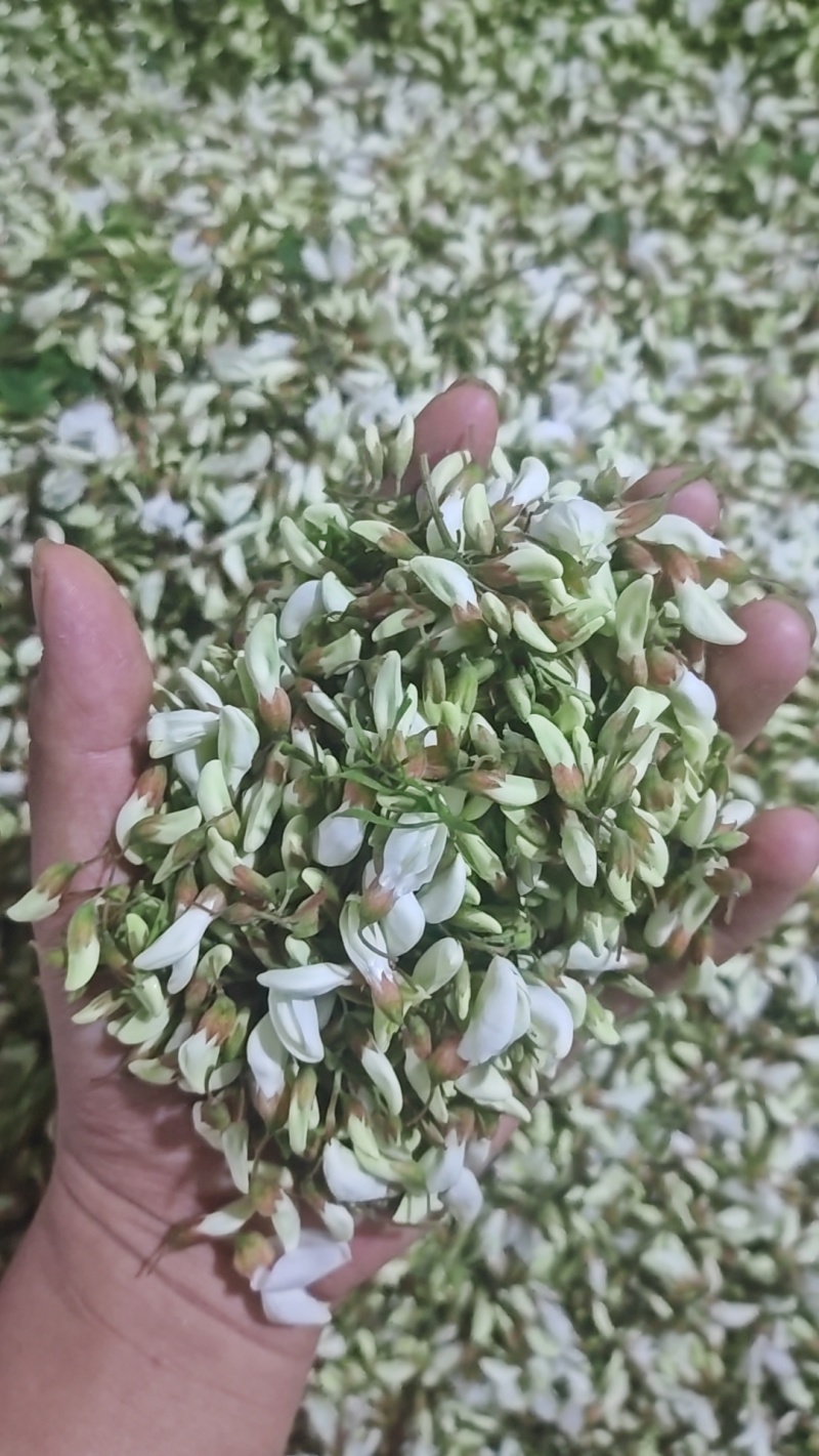 精品洋槐花，大量出售