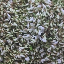 精品洋槐花，大量出售