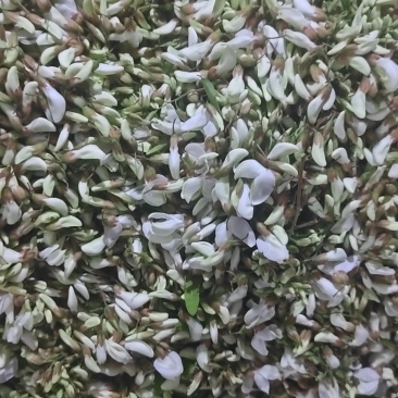 精品洋槐花，大量出售