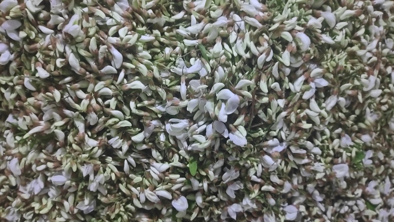 精品洋槐花，大量出售