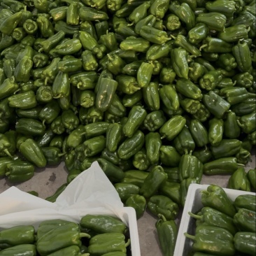 精品圆椒奥黛丽
