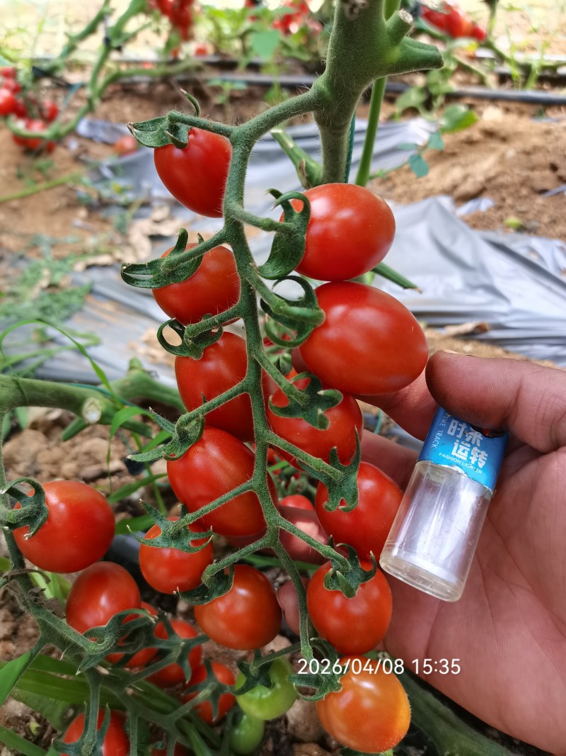红宝石玲珑小番茄自己种植，便宜卖了
