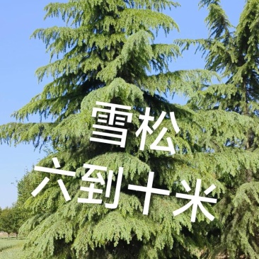 雪松