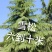 雪松
