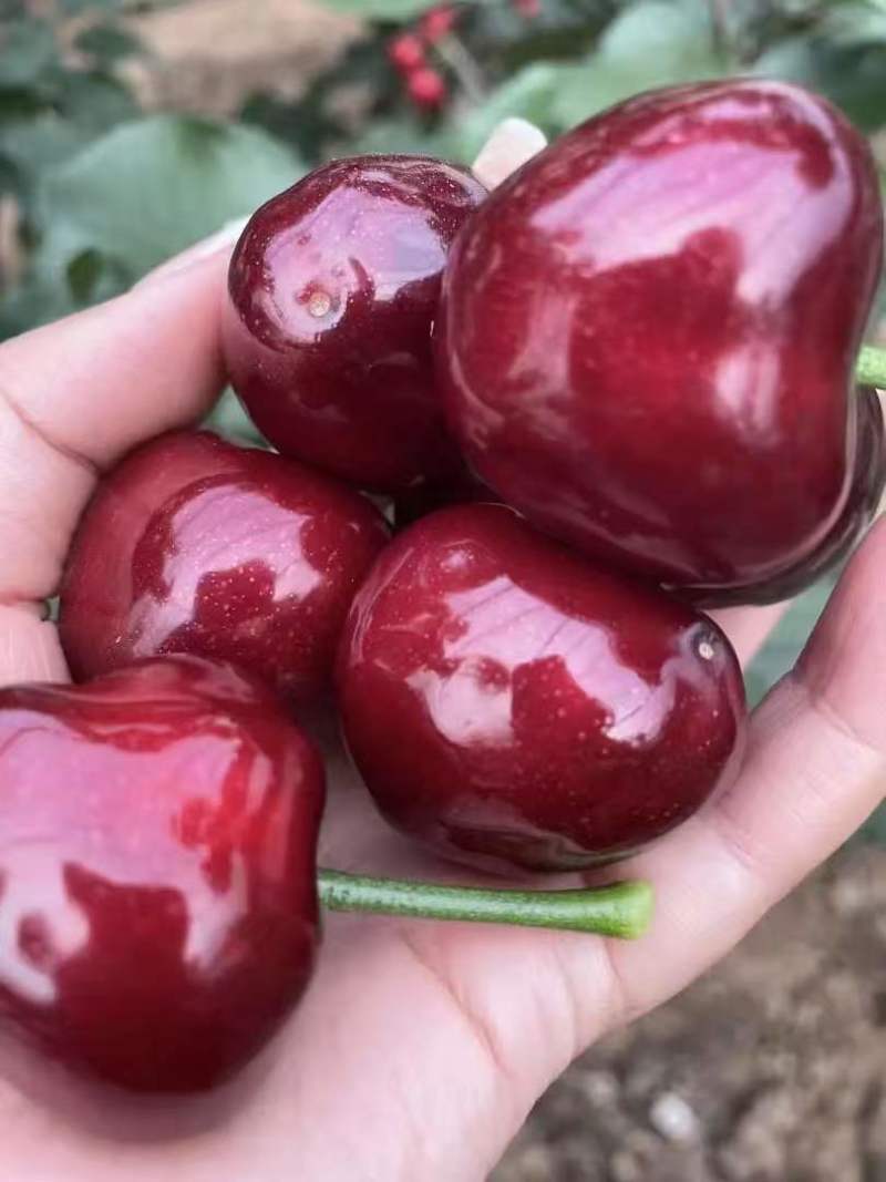 大连大樱桃🍒🍒🍒