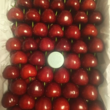 大连大樱桃🍒🍒🍒