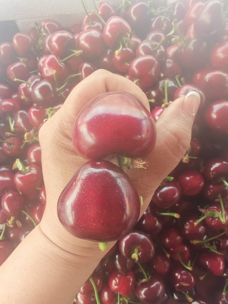 大连大樱桃🍒🍒🍒