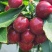 大连大樱桃🍒🍒🍒