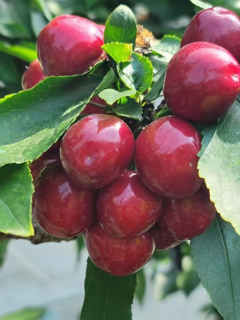 大连大樱桃🍒🍒🍒