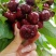 大连大樱桃🍒🍒🍒