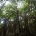 原生苗桫椤树，基地批发零售